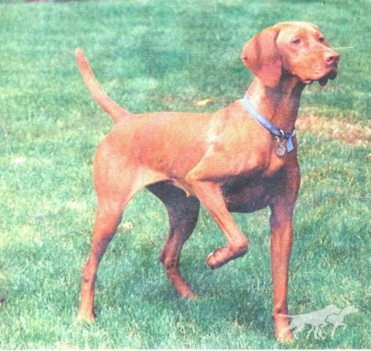 Tierah's Kati Of Chinook