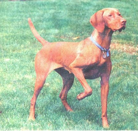Tierah's Kati Of Chinook