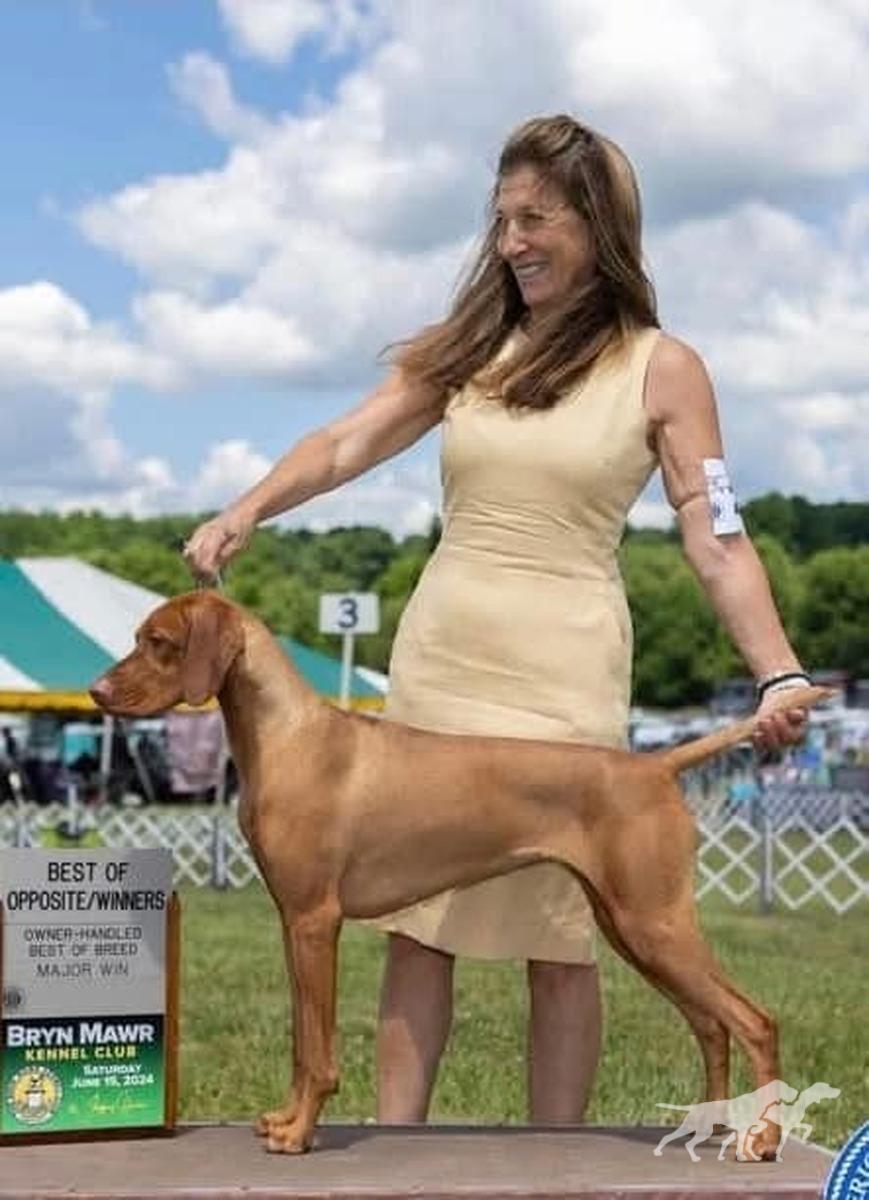 Solitaire's Stella By Starlight