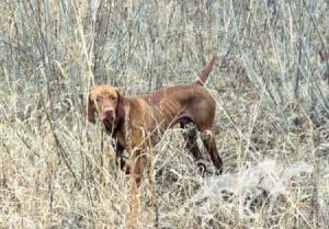 Dry Creek Pappomatic / Hawks Pappomatic
