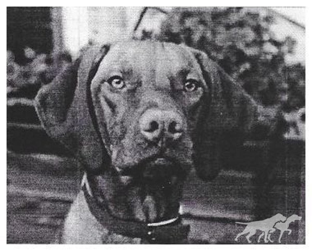 Gold Run's Princess Xena