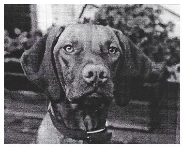 Gold Run's Princess Xena