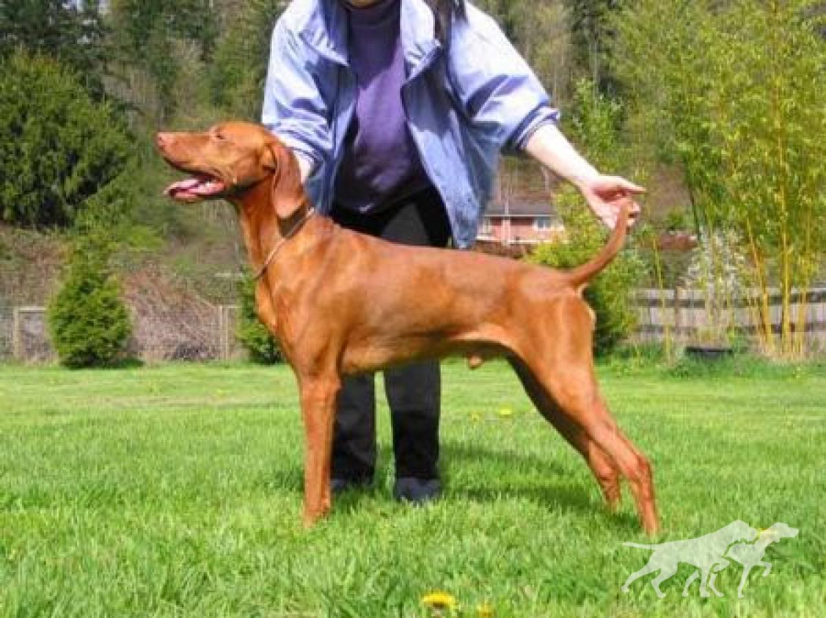 Gold Run's Dashing Devon