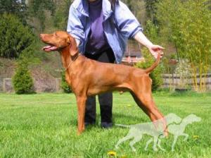Gold Run's Dashing Devon