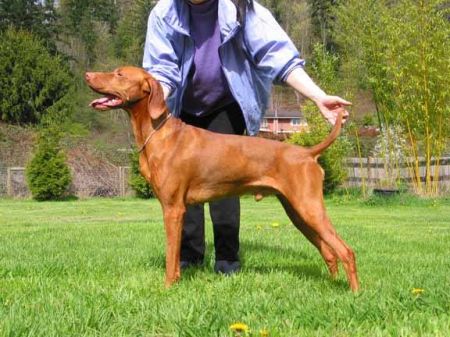 Gold Run's Dashing Devon