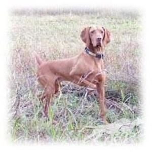 Avia's K-Bateman