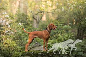Shikari Capercaillie In The Brambles