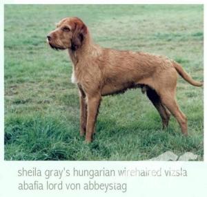 Abafia Lord von Abbeystag