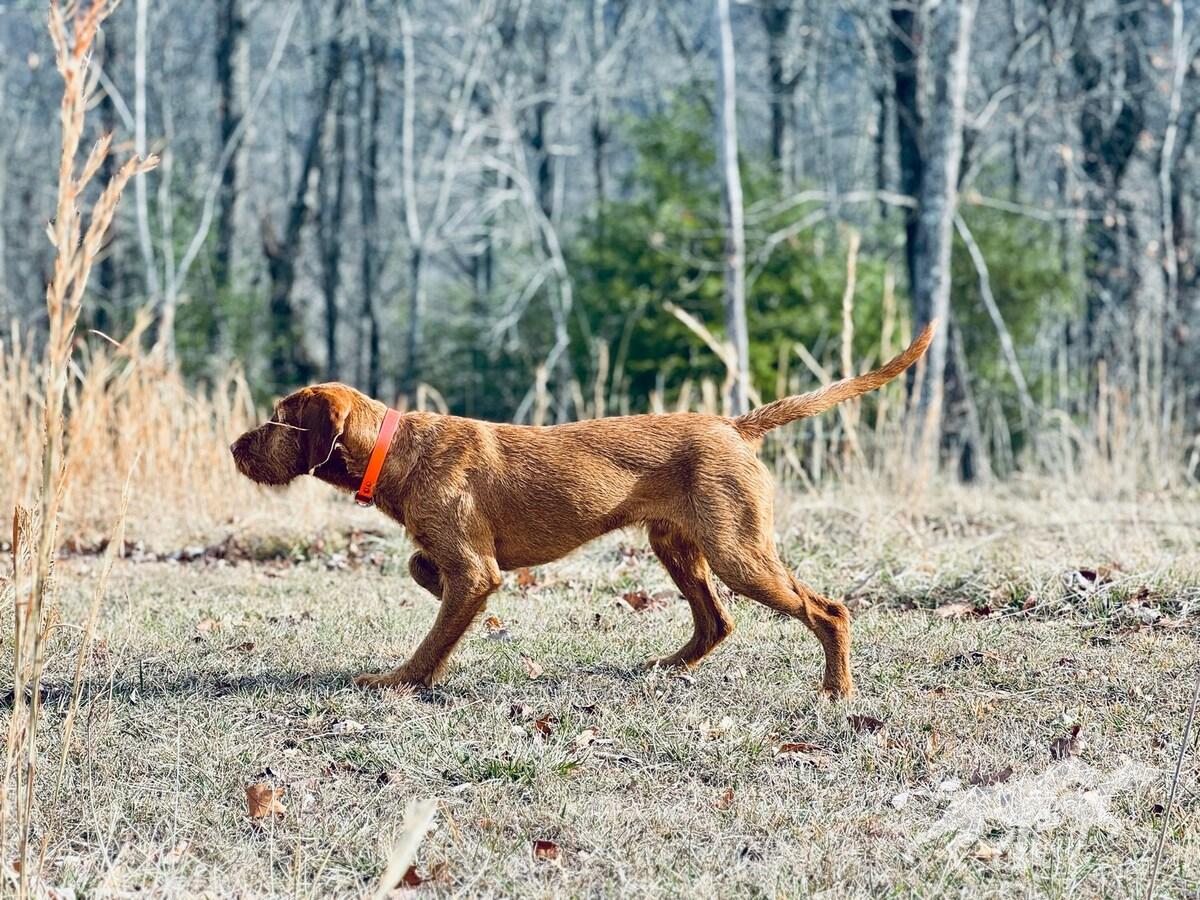 Cave Canis Hunor Oszkar
