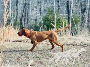 Cave Canis Hunor Oszkar