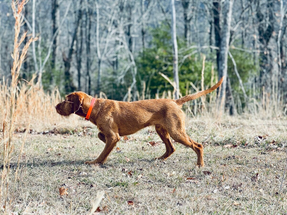 Cave Canis Hunor Oszkar