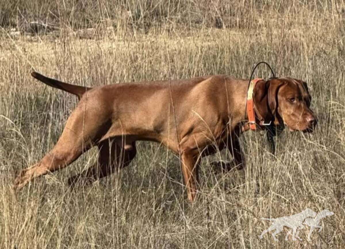 Cheswynd 'N Trublu's Sir Princeton Blake