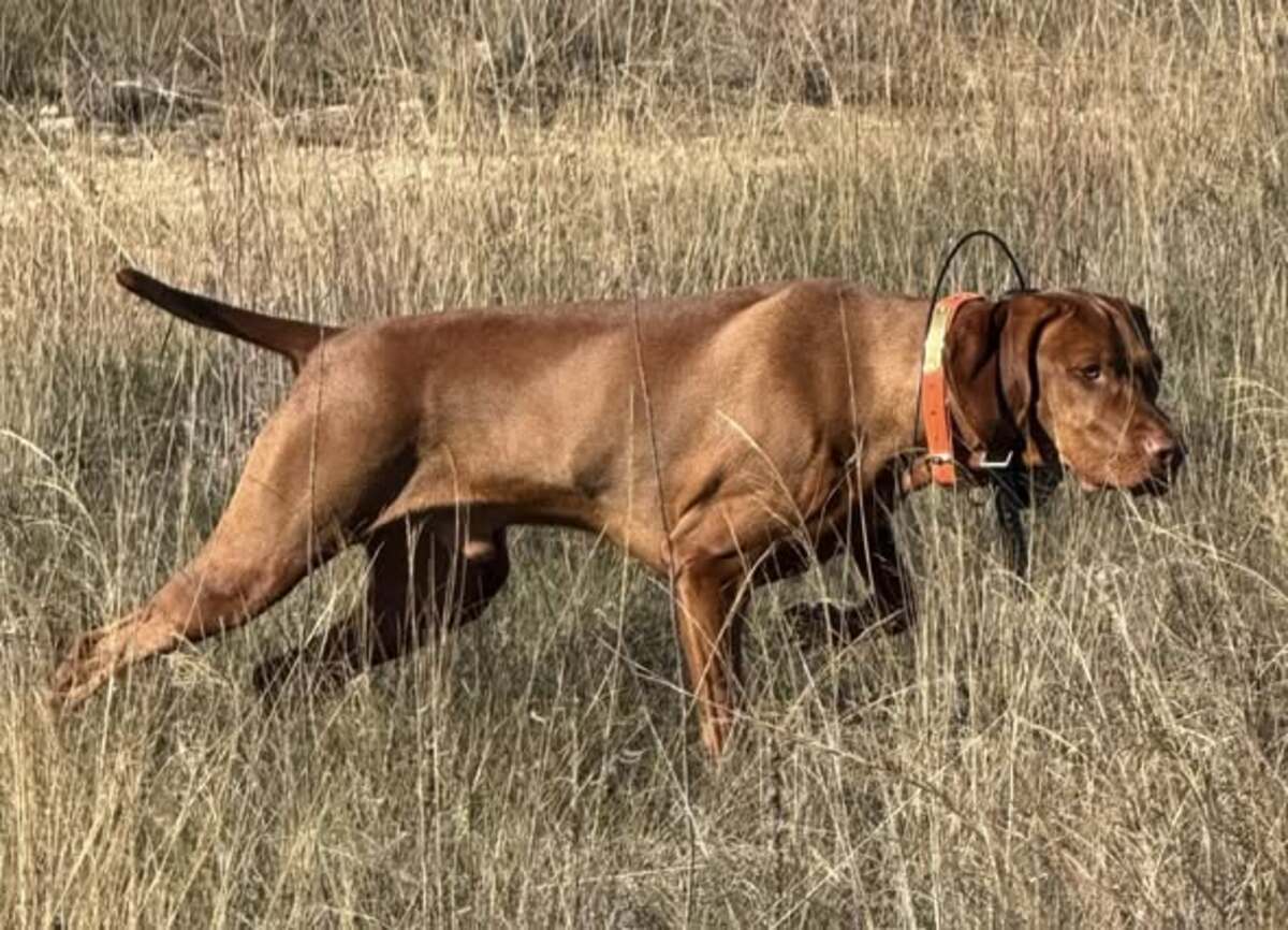 Cheswynd 'N Trublu's Sir Princeton Blake