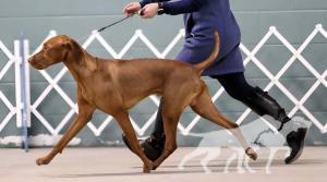 Cheswynd 'N Trublu's Sir Princeton Blake