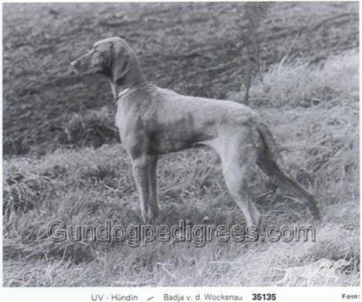 Badja von der Wockenau