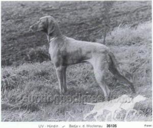 Badja von der Wockenau