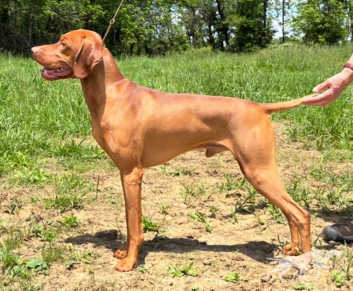 Honey Run's Scenic Soldier