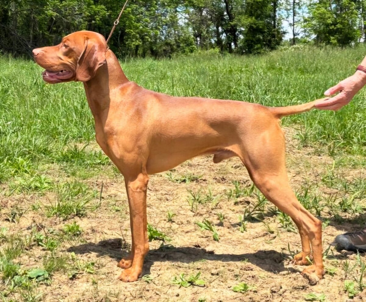 Honey Run's Scenic Soldier
