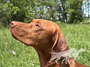 Honey Run's Scenic Soldier