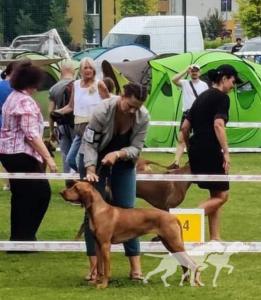 Ginger Pride Of Poland
