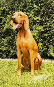 Ginger Pride Of Poland