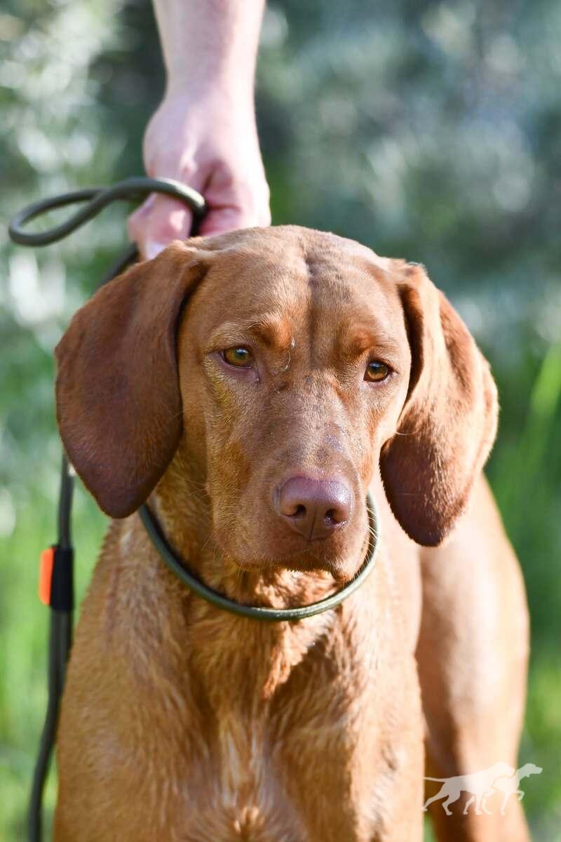Hazelhunt's Pink Lady