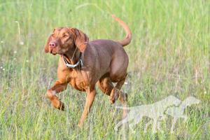 Hazelhunt's Pink Lady