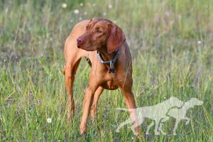 Hazelhunt's Pink Lady