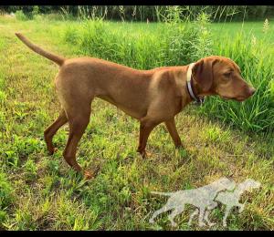 Aspen Drummer Sassy Sadie