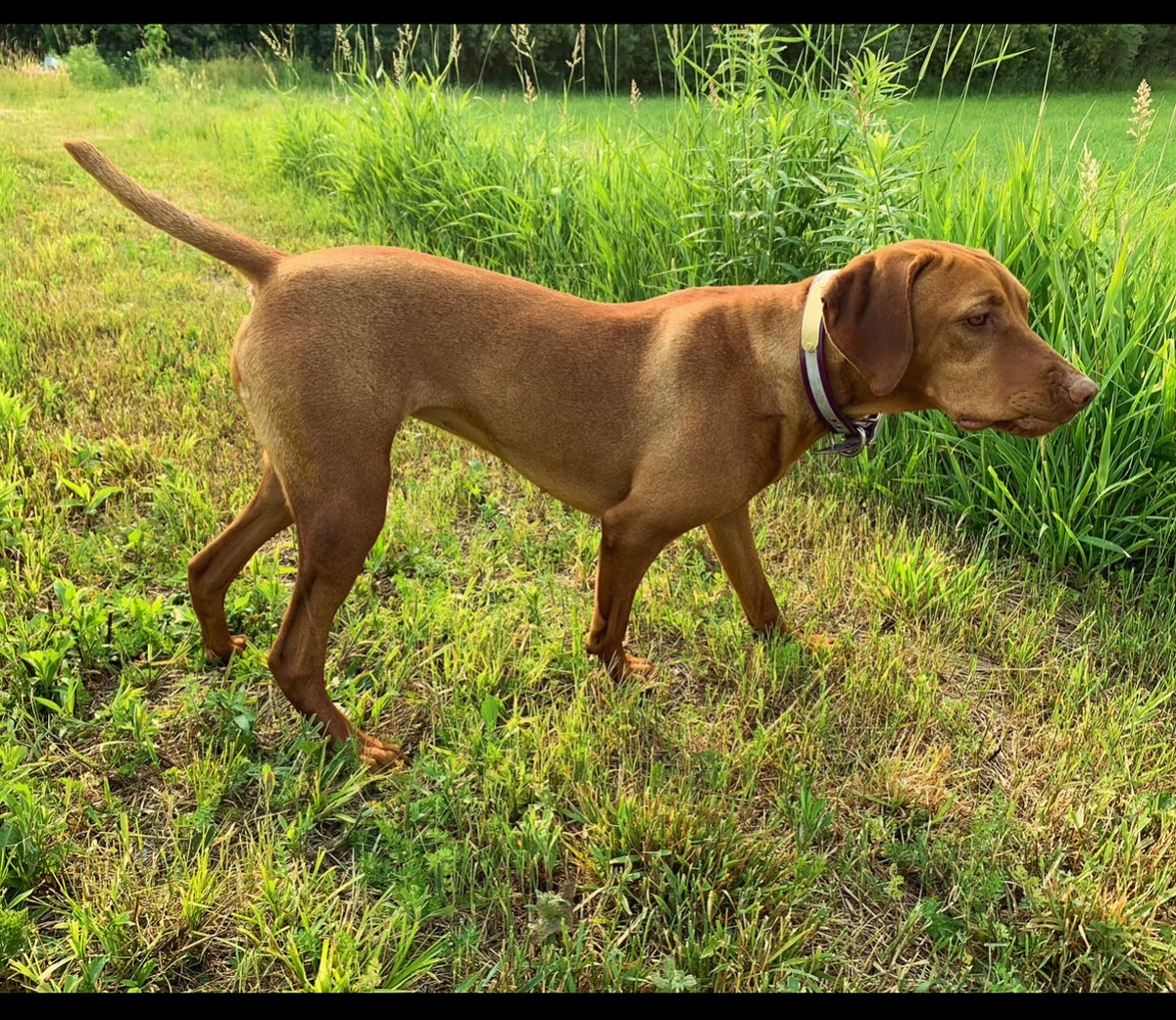 Aspen Drummer Sassy Sadie