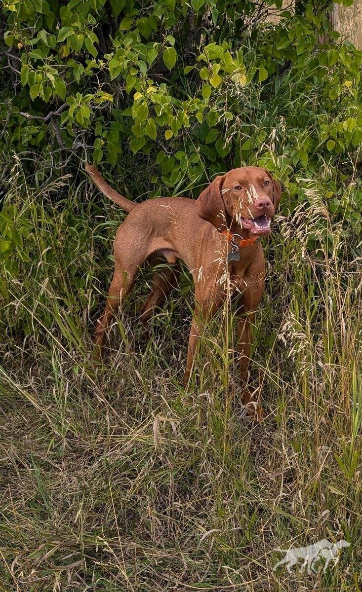 Magyar Vizsla Windy's Úriember Wilkes / Magyar Vizsla Windy's Uriember Gunner