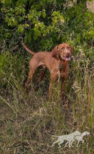 Magyar Vizsla Windy's Úriember Wilkes / Magyar Vizsla Windy's Uriember Gunner