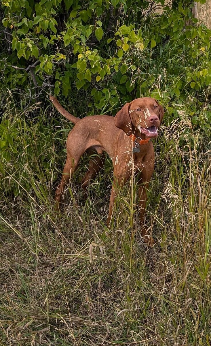 Magyar Vizsla Windy's Úriember Wilkes / Magyar Vizsla Windy's Uriember Gunner