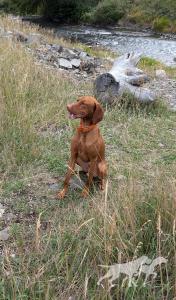 Magyar Vizsla Windy's Úriember Wilkes / Magyar Vizsla Windy's Uriember Gunner