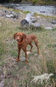 Magyar Vizsla Windy's Úriember Wilkes / Magyar Vizsla Windy's Uriember Gunner