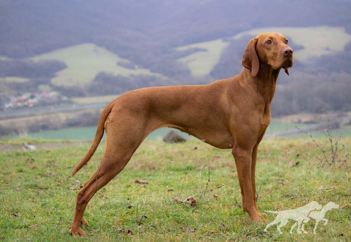 Alba Gálos Dogs
