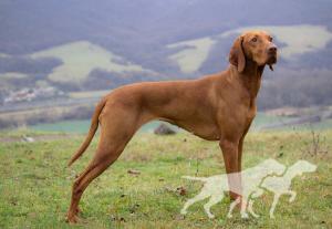 Alba Gálos Dogs