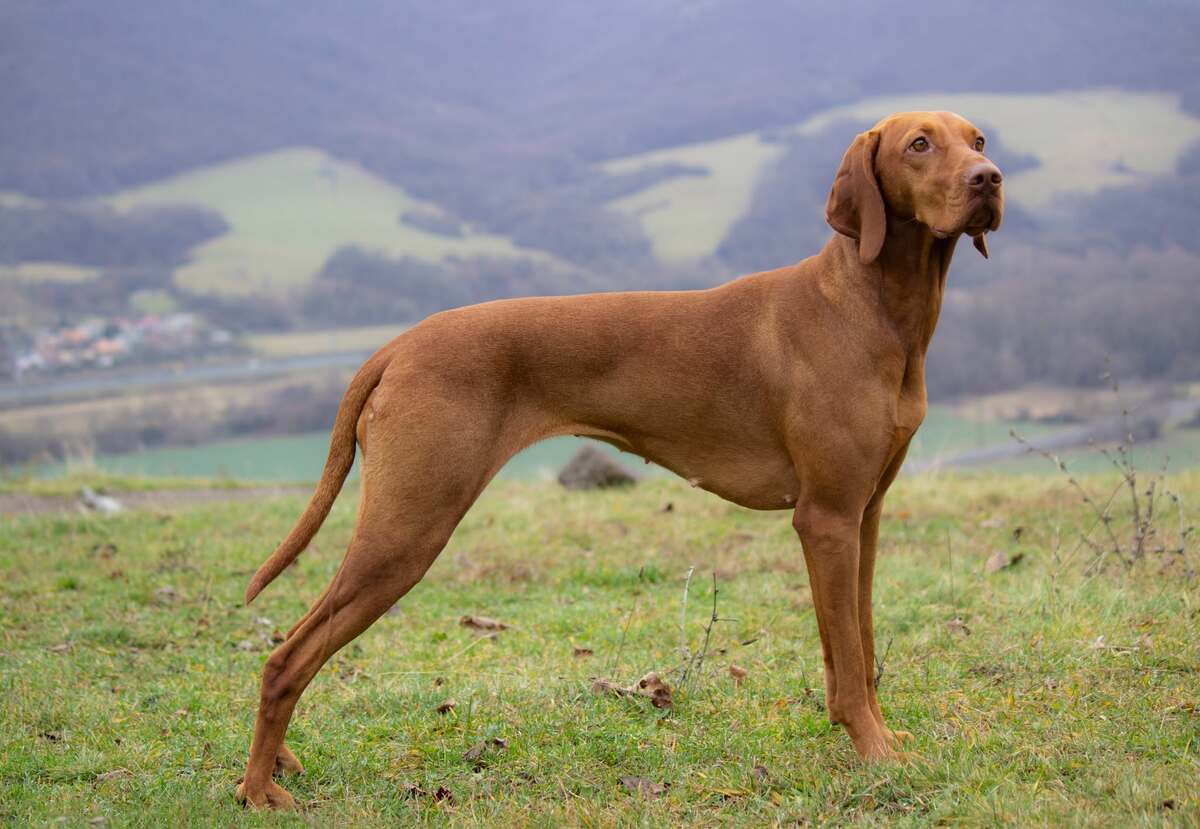 Alba Gálos Dogs
