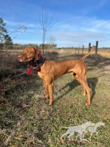 Seabank's Red River Repentless