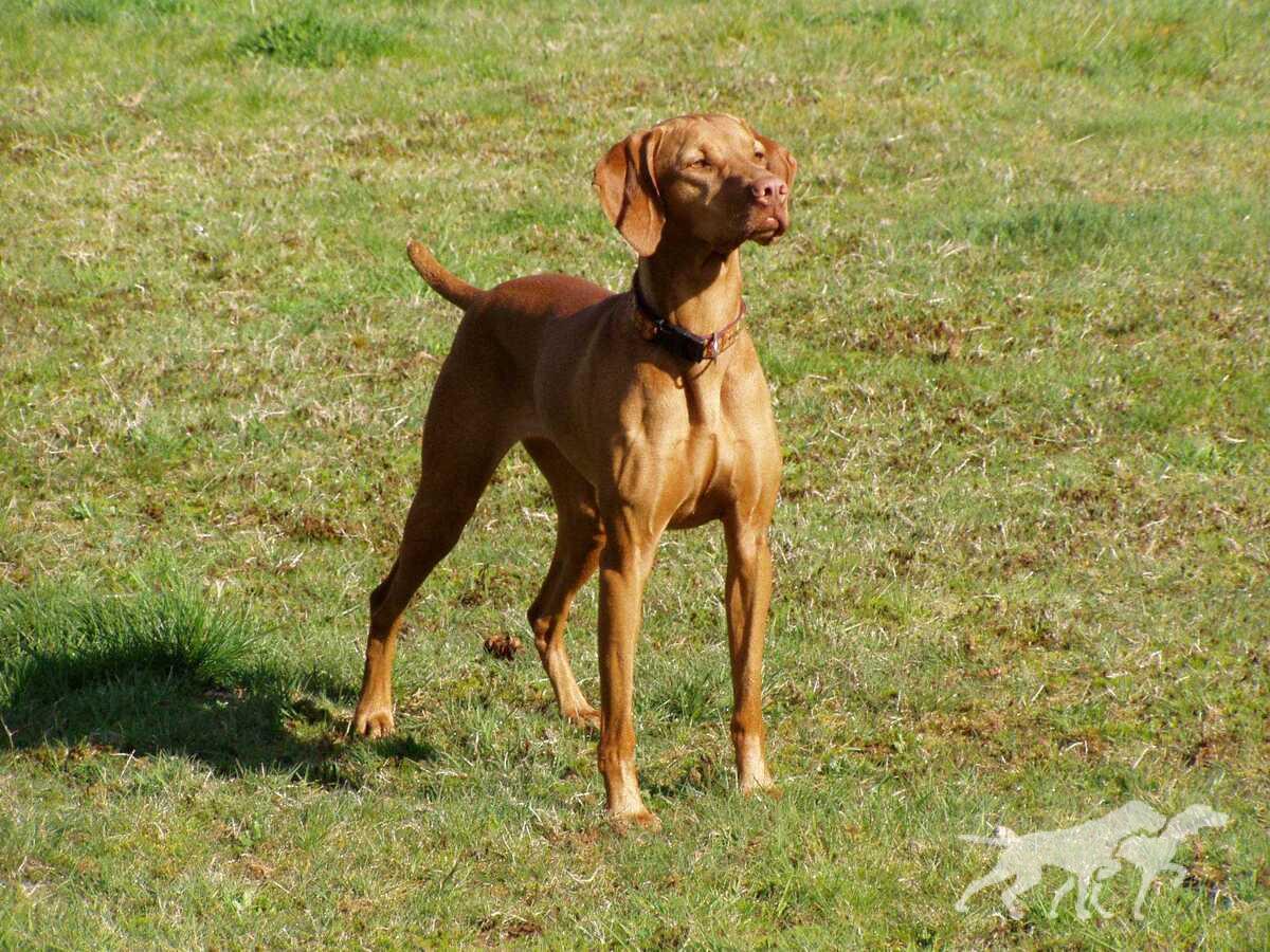 Jaybren's Breit Loki