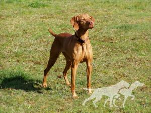 Jaybren's Breit Loki