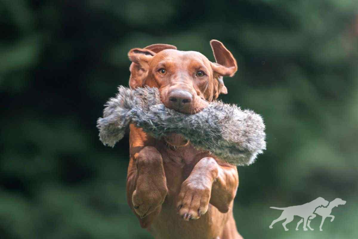 Knieja Holly Dogsland