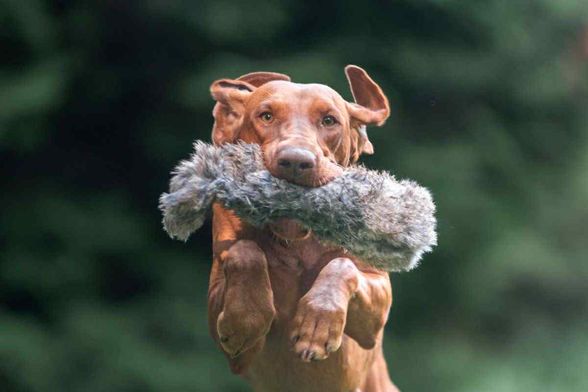 Knieja Holly Dogsland