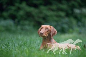 Knieja Holly Dogsland