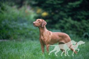 Knieja Holly Dogsland