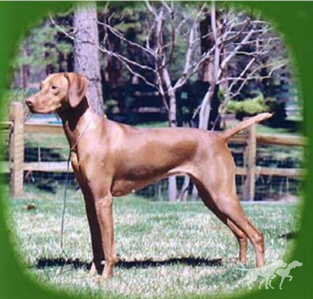 Jaybren's Abigel Sarika