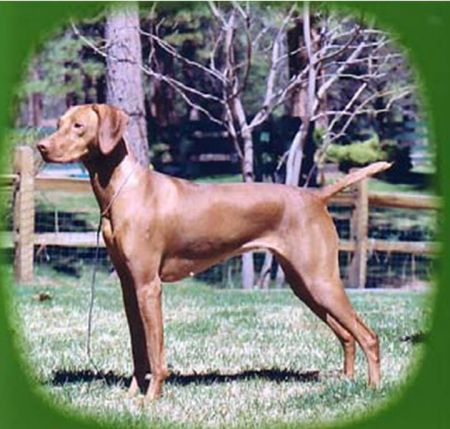 Jaybren's Abigel Sarika