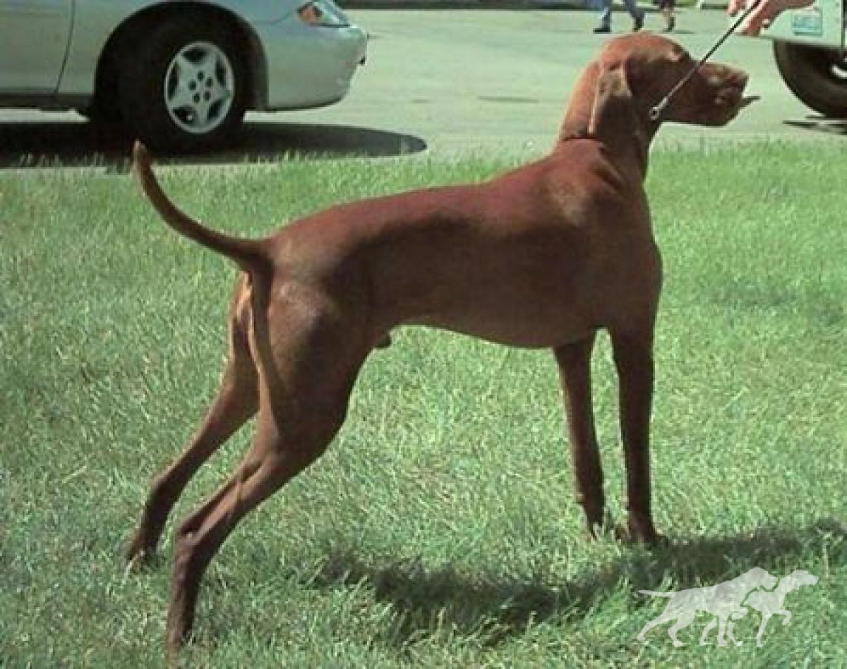 Dunantul's Tabasco Tanner