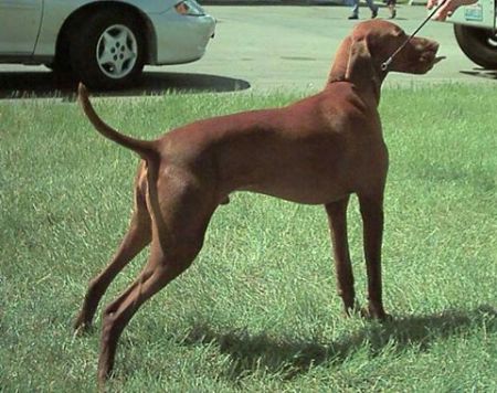 Dunantul's Tabasco Tanner