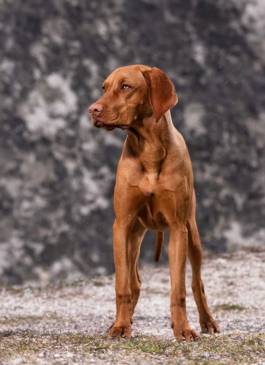 Truntevænget's Vesper